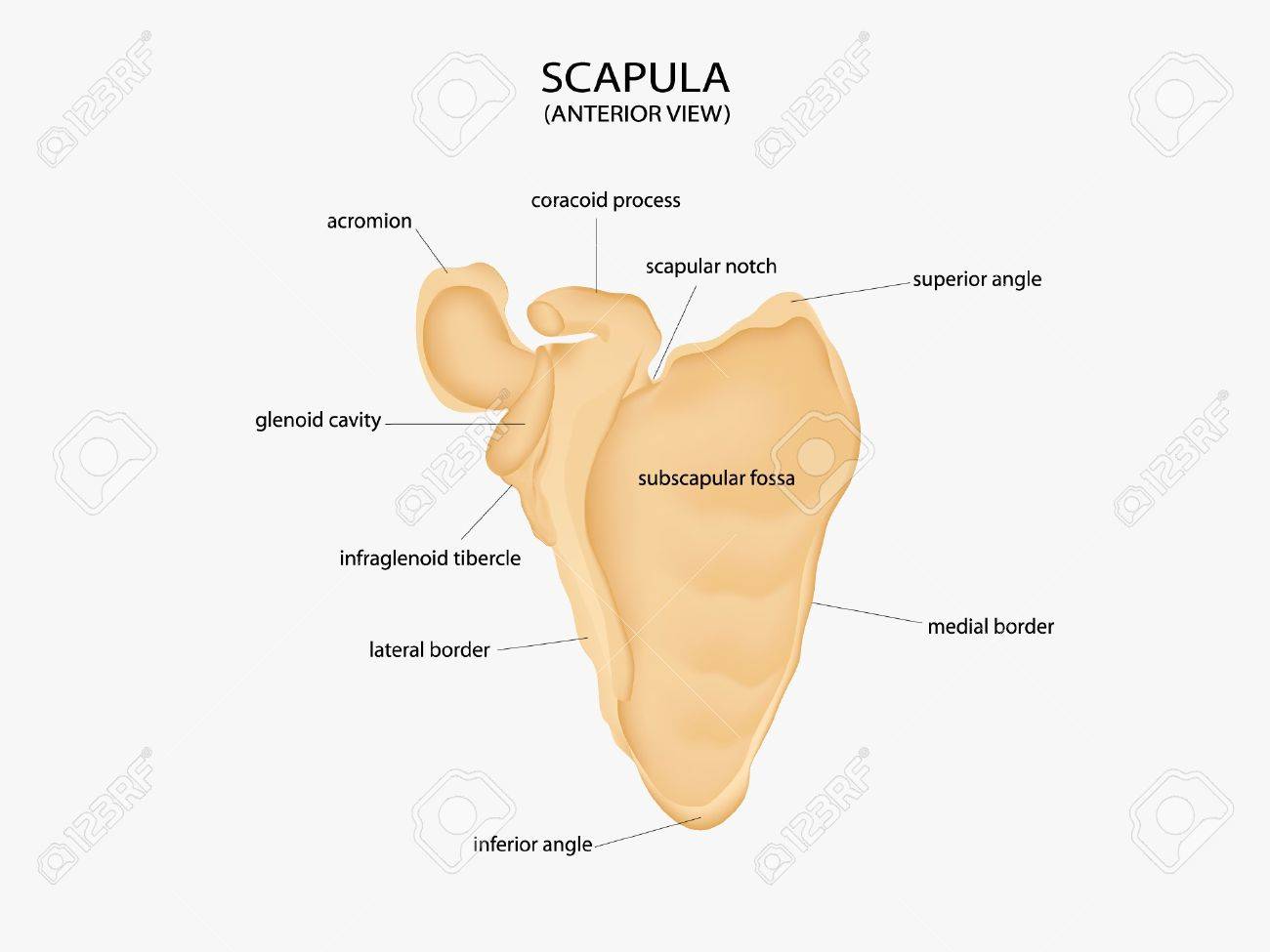 illustration of scapula royalty free cliparts vectors and stock