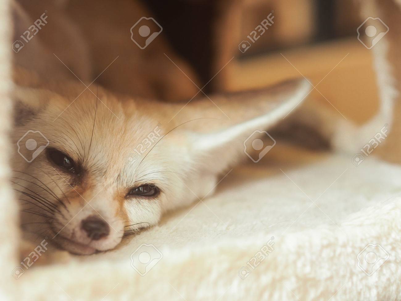 fennec fox waking up in fluffy pet house selective focus stock photo