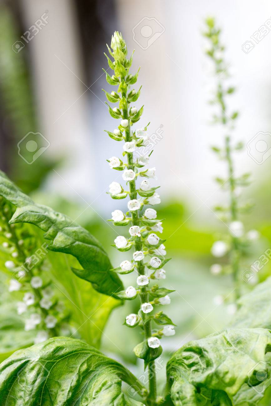 シソの花は 夏に紫蘇と呼ばれる の写真素材 画像素材 Image