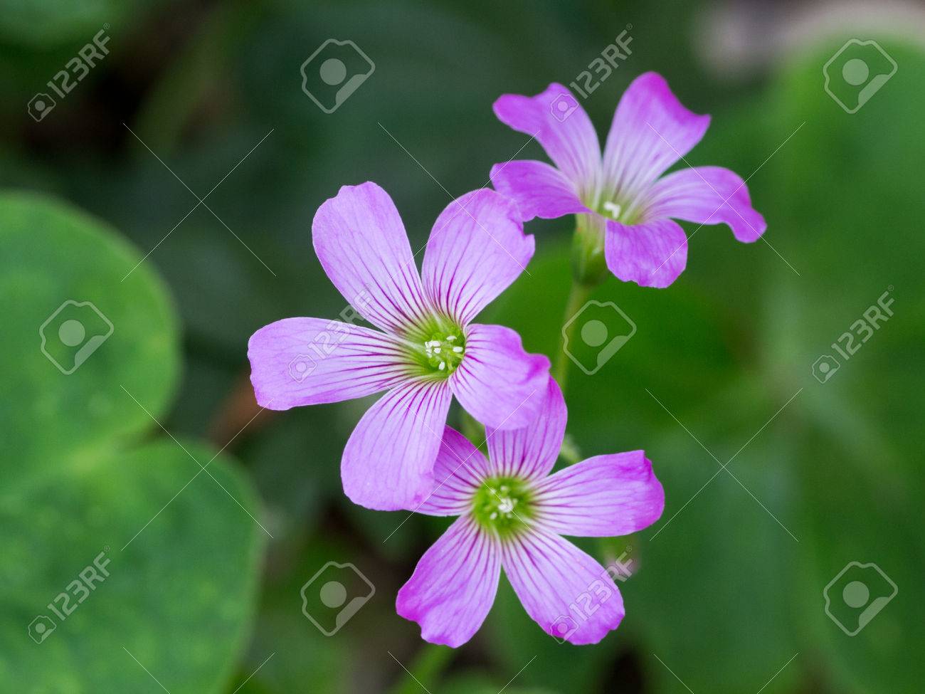 Oxalis Corniculata Also Known As Wood Sorrel Or Creeping Woodsorrel Stock Photo Picture And Royalty Free Image Image Oxalis Corniculata Also Known As Wood Sorrel Or Creeping Woodsorrel Stock Photo Picture And Royalty Free Image Image