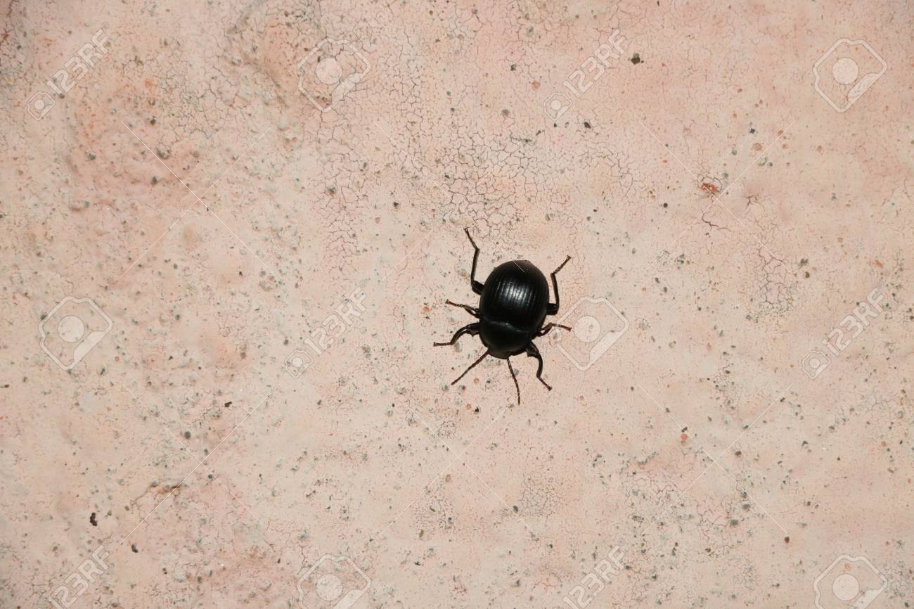 Interesting Black Bug On The Wall Available In High Resolution Stock Photo Picture And Royalty Free Image Image 66416304