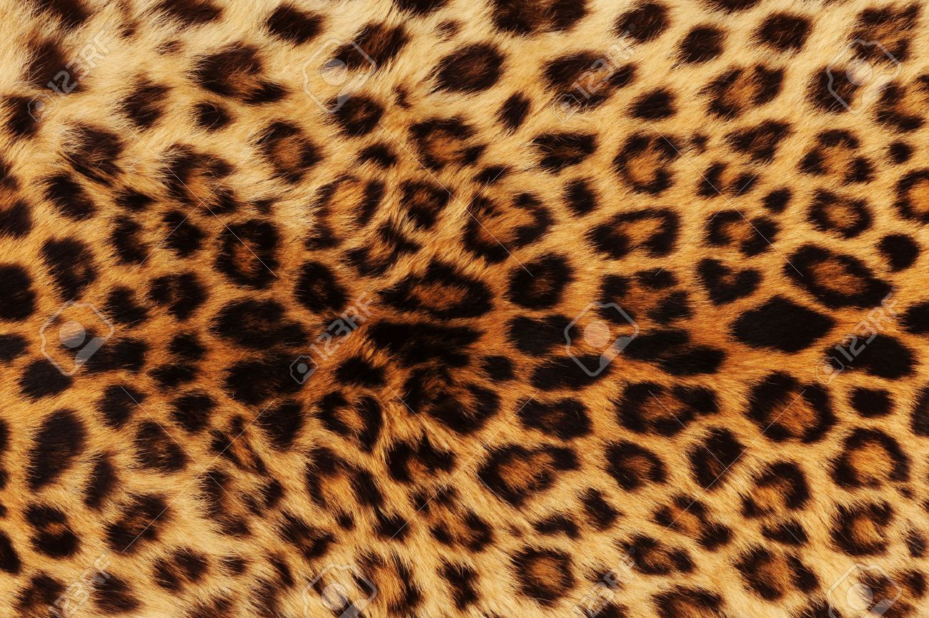 real leopard skin