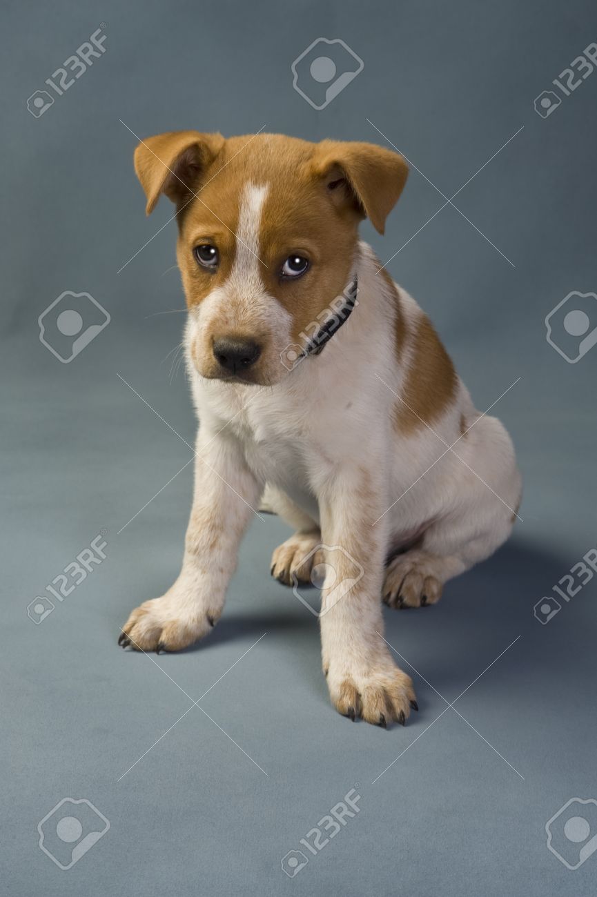 Texas Red Heeler Pup 11 Weeks Old Stock Photo Picture And Royalty
