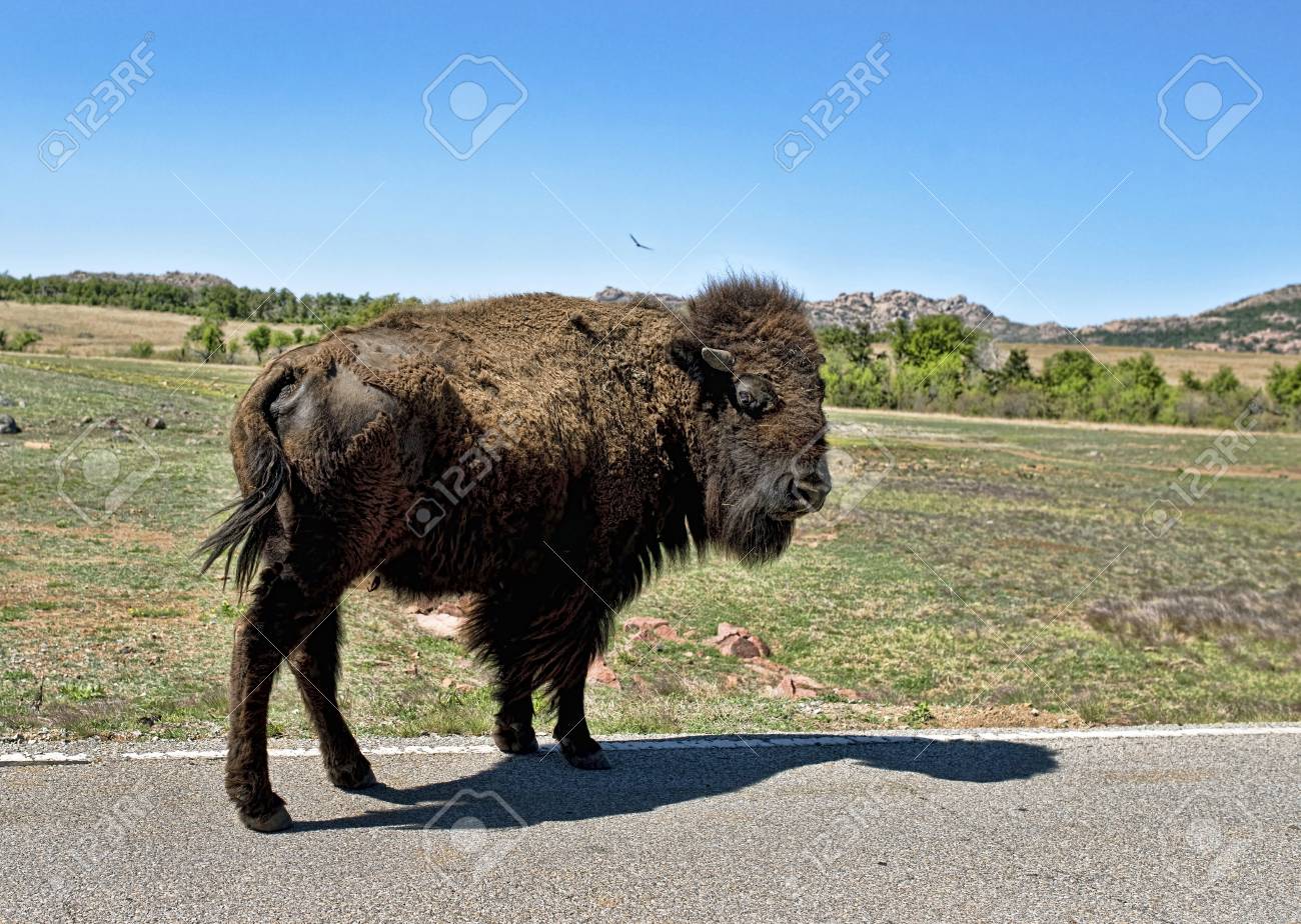 buffalo bebe