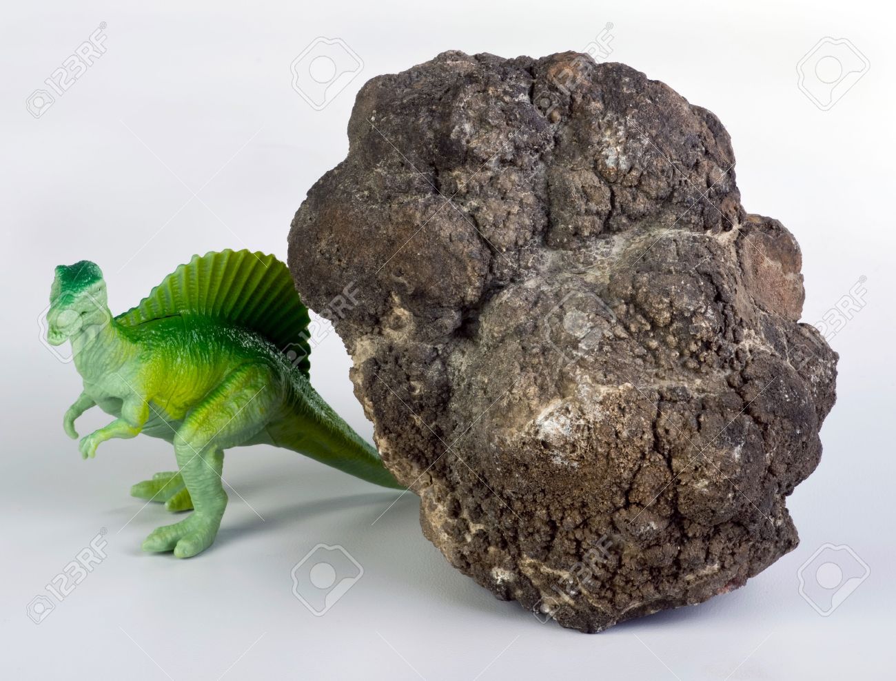 化石☆恐竜の糞☆ティラノザウルス