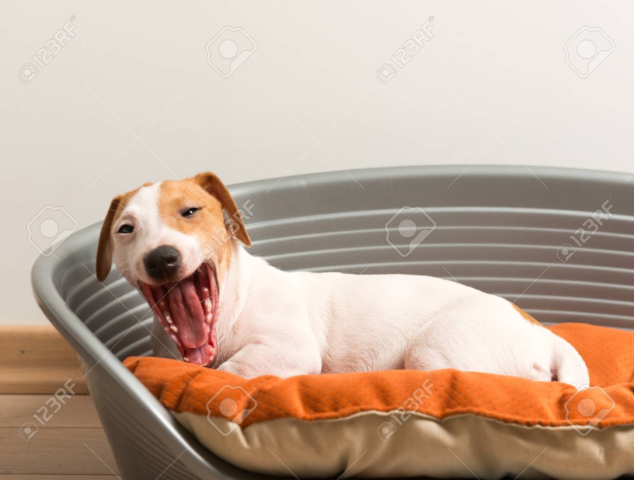 Little Cute Jack Russell Terrier Lying Calm On Luxury Dog Bed Little Cute Jack Russell Terrier Lying Calm On Luxury Dog Bed