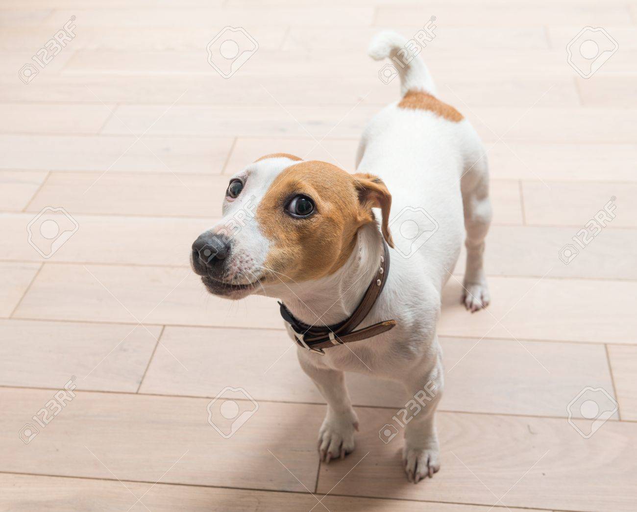 jack russell terrier 10 months old portrait at home stock photo