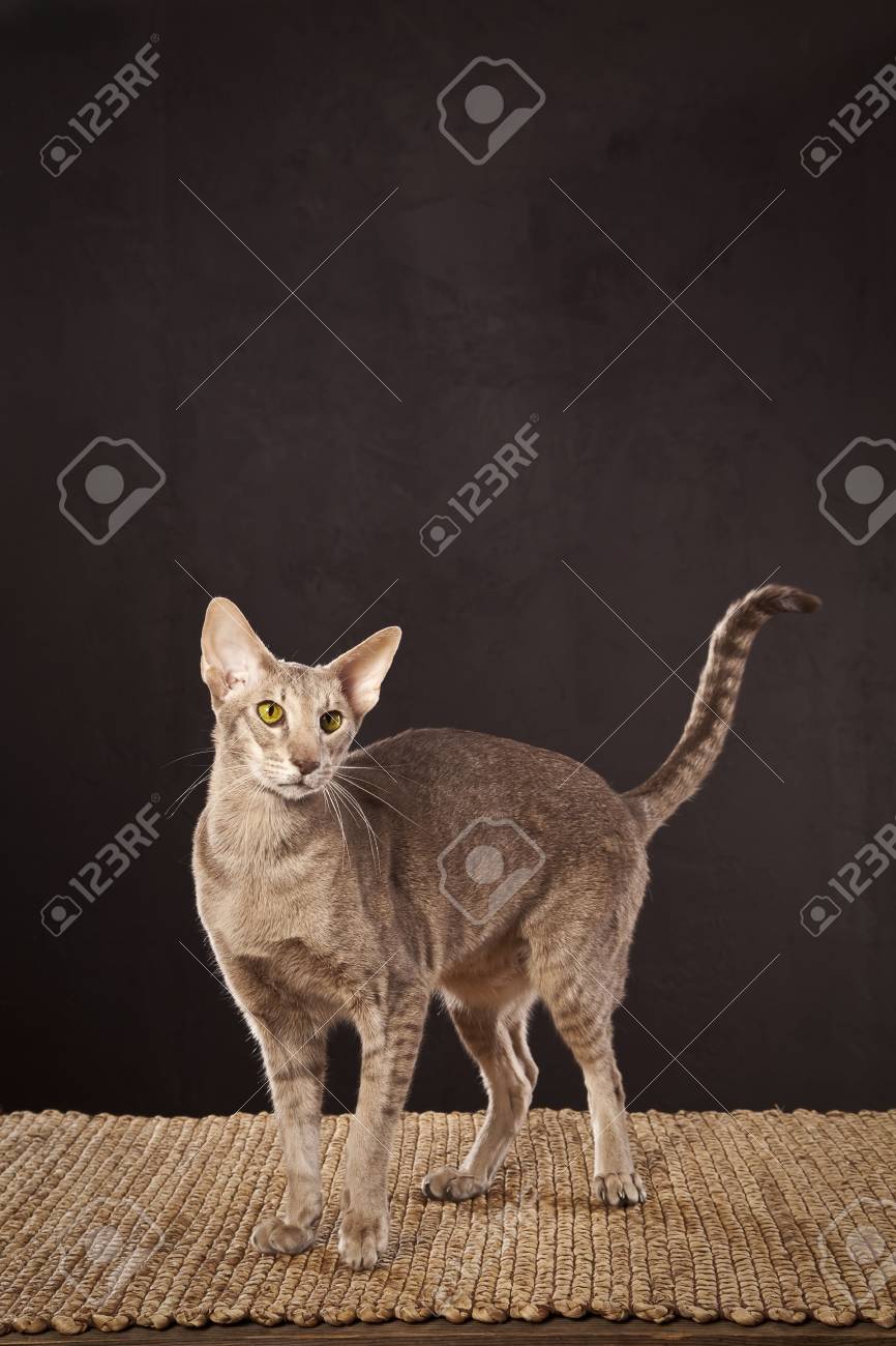 Chat A Poil Court Marron Sur La Table Banque D Images Et Photos Libres De Droits Image