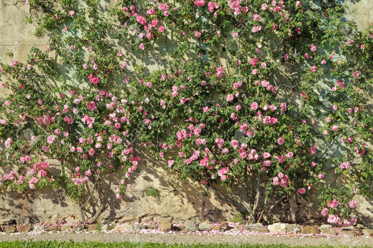 Flores De Jardín Rosa Rosa Enredadera En La Antigua Pared Toscana Italia Europa Fotos Retratos Imágenes Y Fotografía De Archivo Libres De Derecho Image 13794418