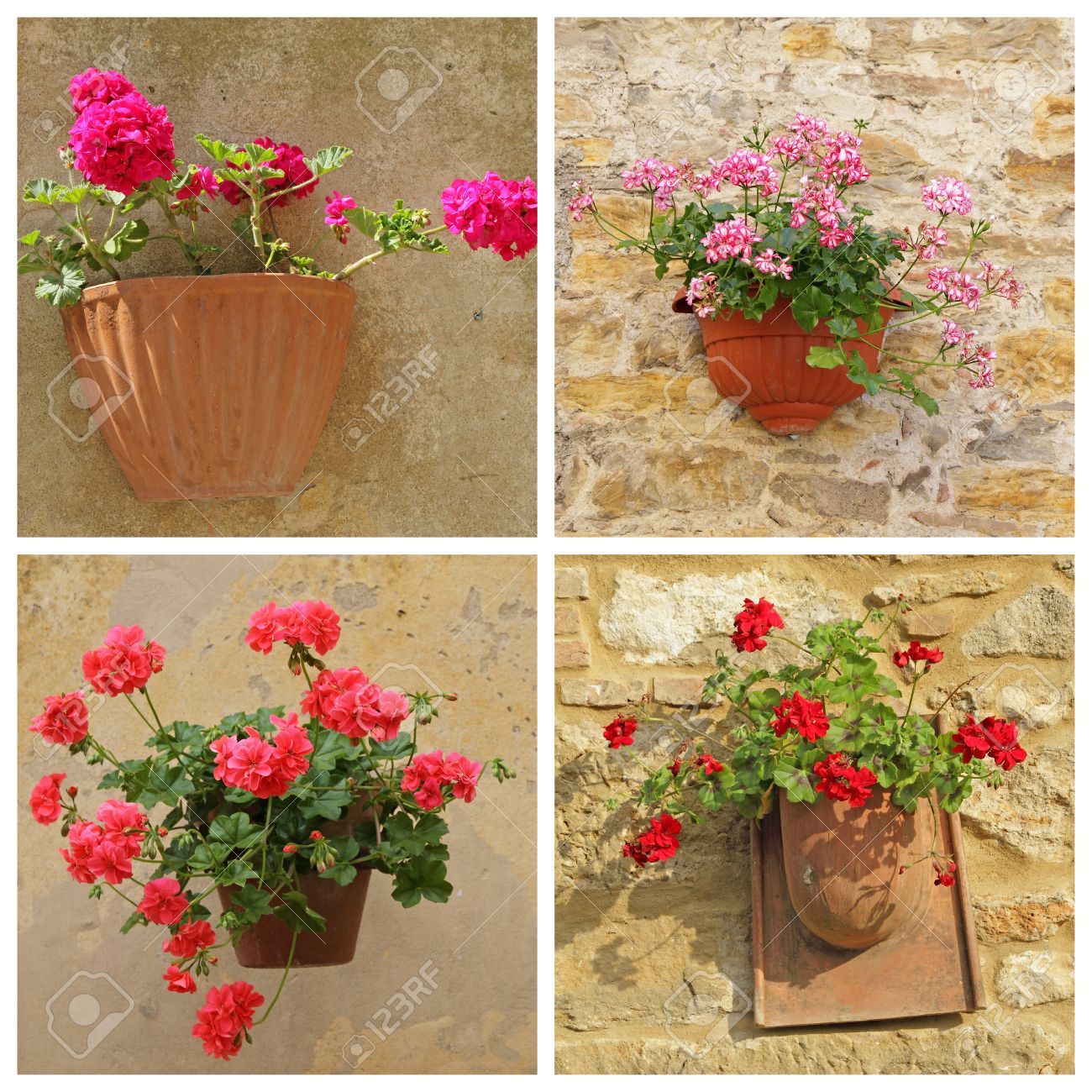 Poster With Geranium Flowers In Rustic Pots Hanging On Antique Wall Tuscany Italy Poster With Geranium Flowers In Rustic Pots Hanging On Antique Wall Tuscany Italy
