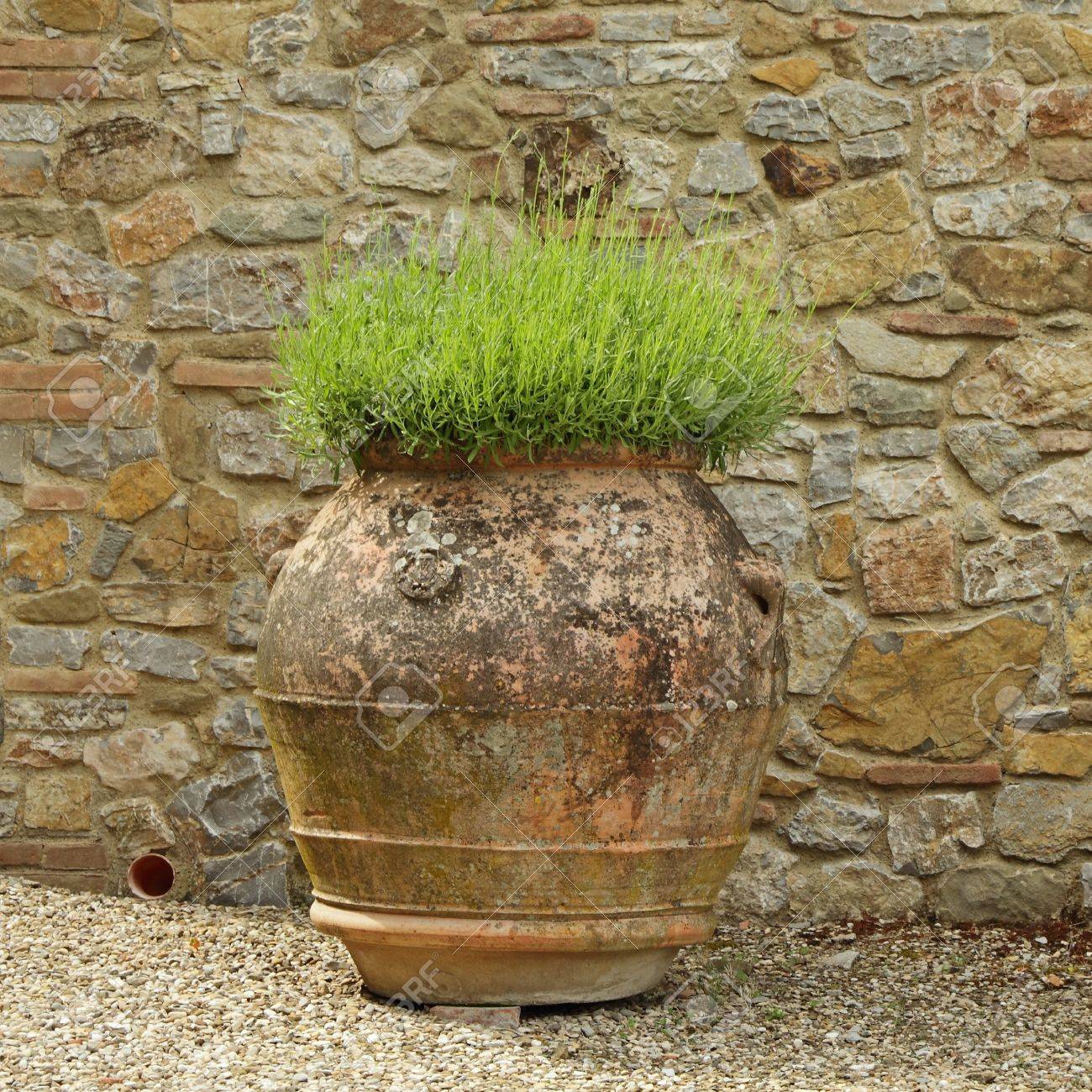 トスカーナ イタリア ヨーロッパのアンティークの大きな花瓶にラベンダー植物 の写真素材 画像素材 Image