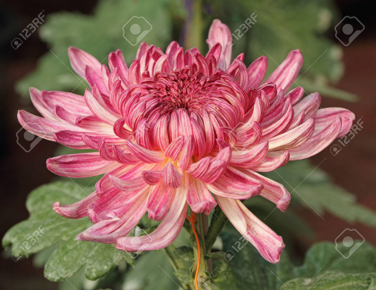 Blossom Of Chrysanthemum Flower On Festival In Beijing Stock Photo Picture And Royalty Free Image Image