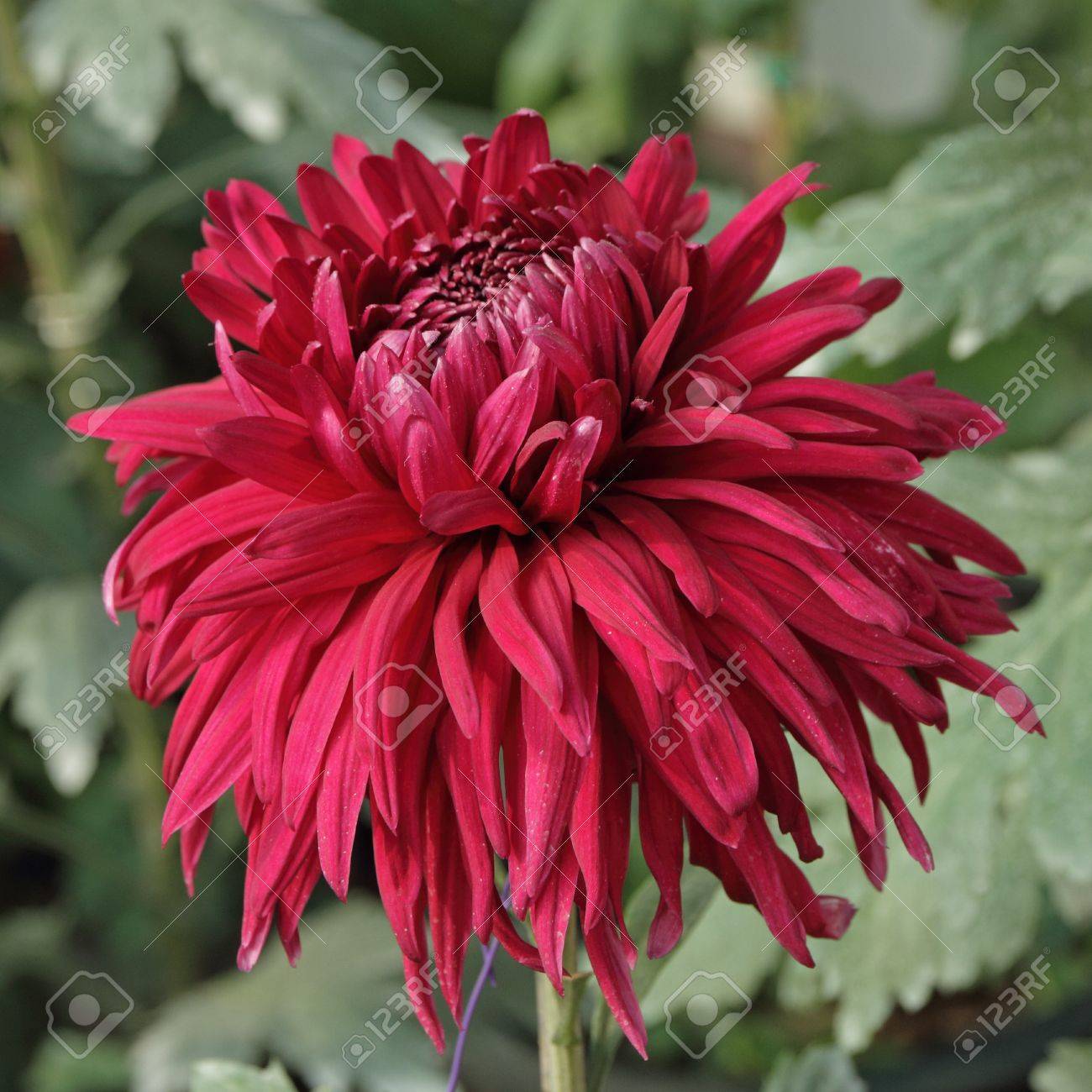 暗い赤の菊の花 の写真素材 画像素材 Image