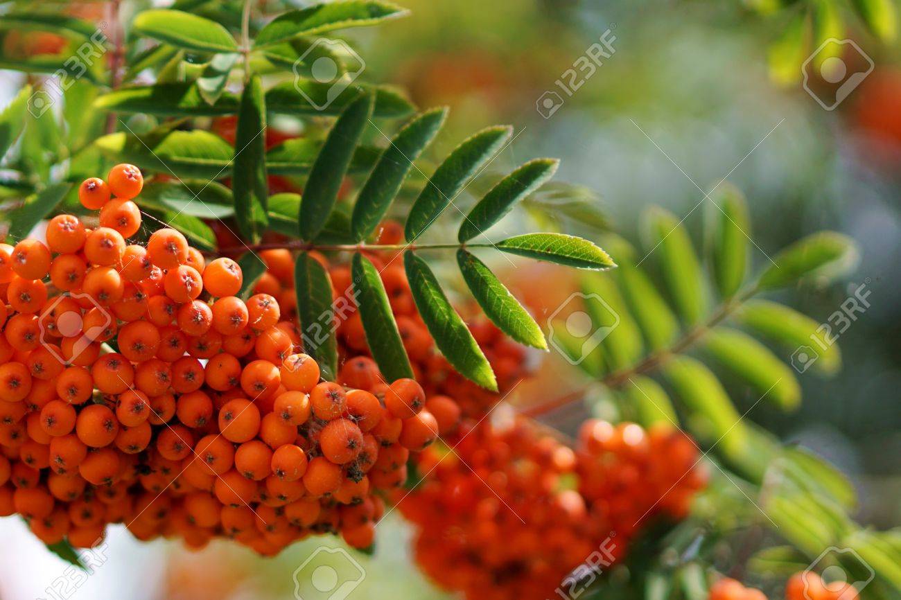 Dichtes Orange Beeren Cluster Und Gefiederte Blatter Der Eberesche Oder Eberesche Baum Sorbus Aucuparia Nahaufnahme Schmalen Scharfentiefe Lizenzfreie Fotos Bilder Und Stock Fotografie Image 58321551