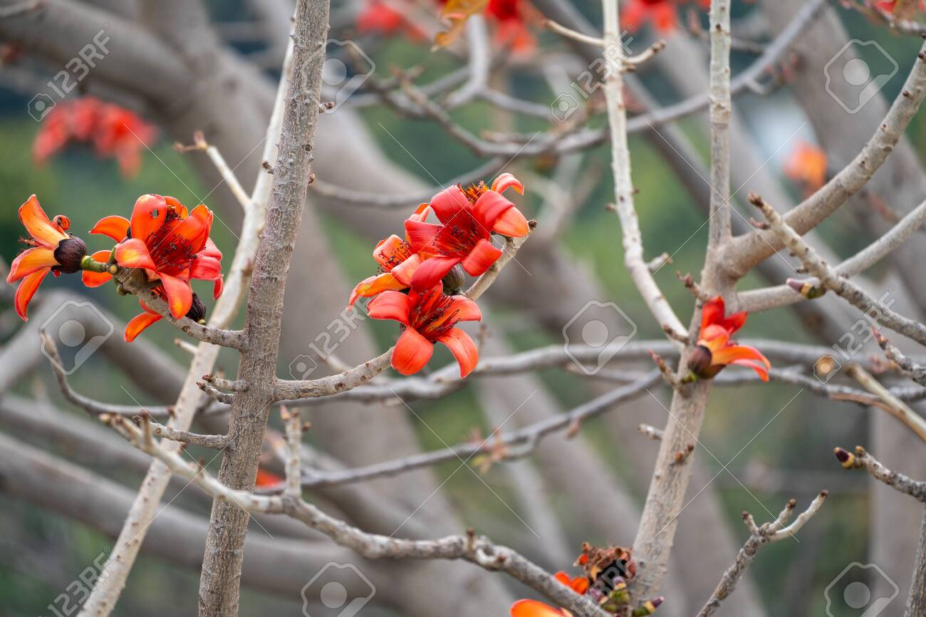 Branch Of A Flowering And Blossoming Bombax Ceiba Tree Or Red Stock Photo Picture And Royalty Free Image Image