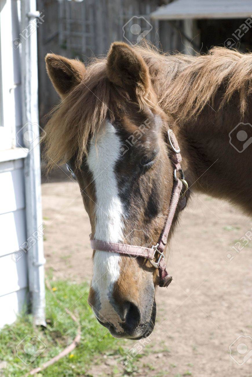An Old Horse Facing The Camera And Winking Stock Photo Picture And Royalty Free Image Image 3578574 123rf com