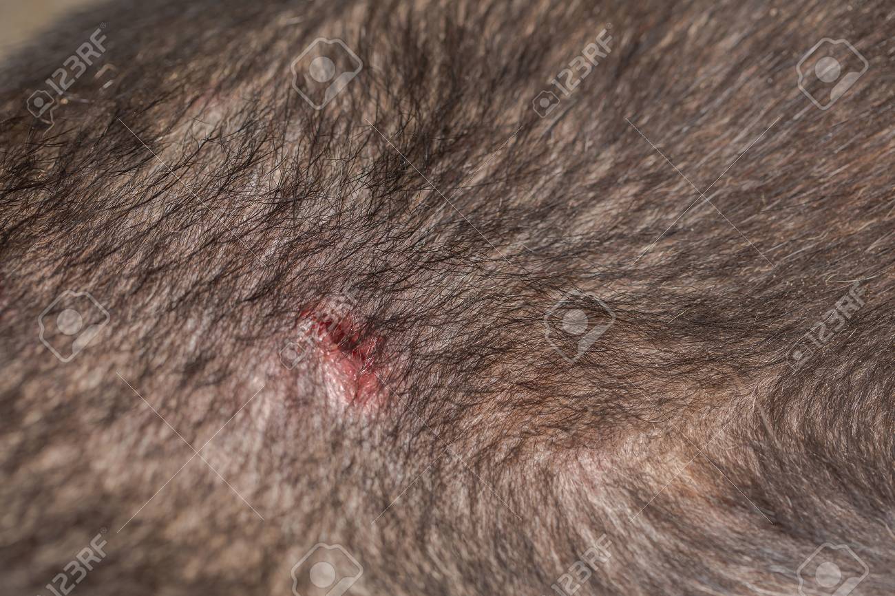 Dog Bite Puncture Wound On Black Dog Leg Macro Shot Blurred Background For Dog Injury Concept Stock Photo Picture And Royalty Free Image Image 42558336
