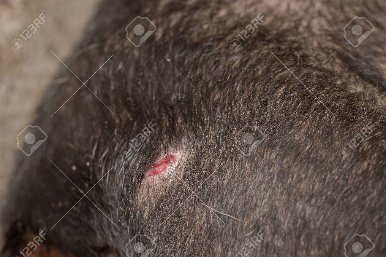 Dog Bite Puncture Wound On Black Dog Leg Macro Shot Blurred Background For Dog Injury Concept Stock Photo Picture And Royalty Free Image Image 42558878