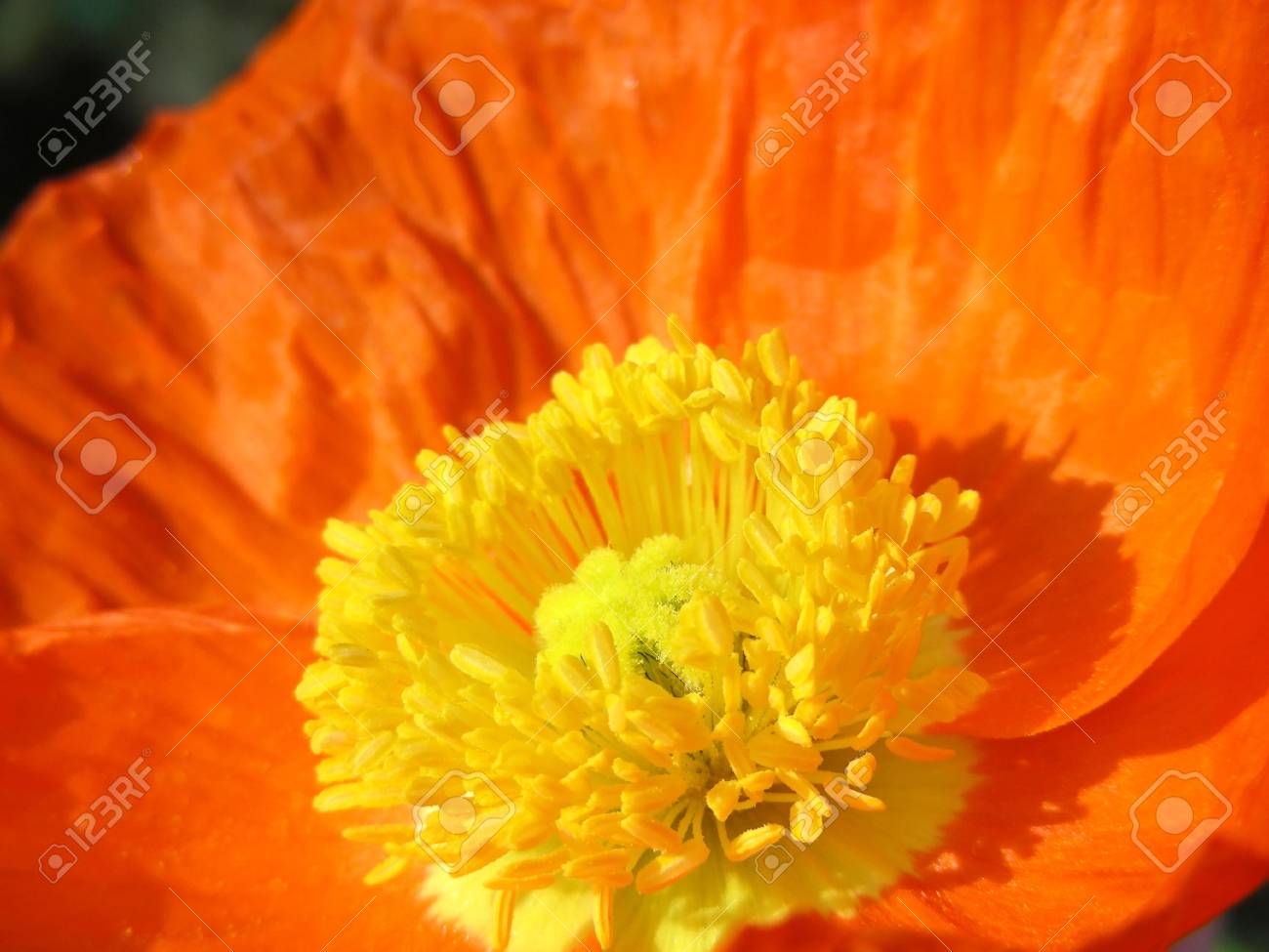 Bright Jolie Et Très Orange Un Coquelicot En Californie