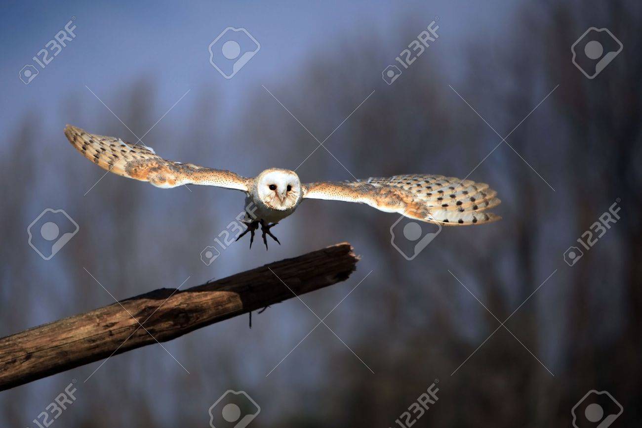 Barn Owl Taking Off From A Natural Perch. Stock Photo, Picture and Royalty  Free Image. Image 5927564., image size:1300x866