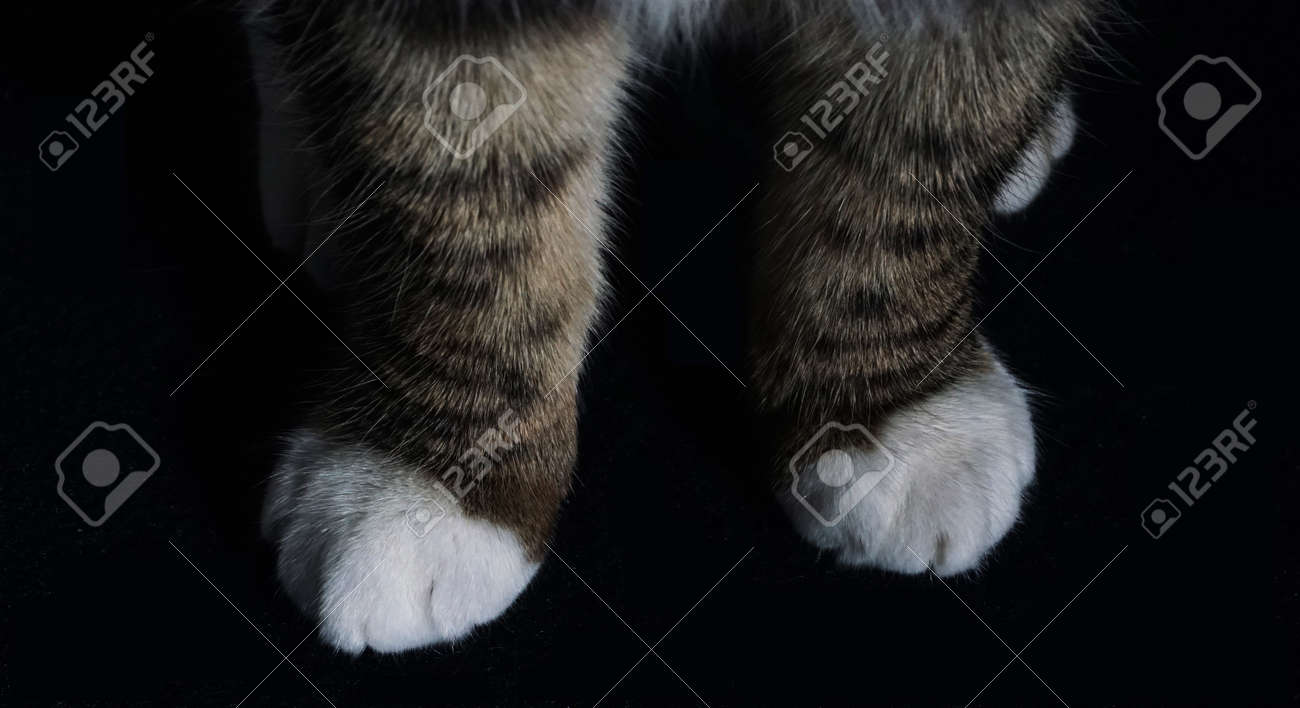 etiam-dictum-ipsum-a-felis