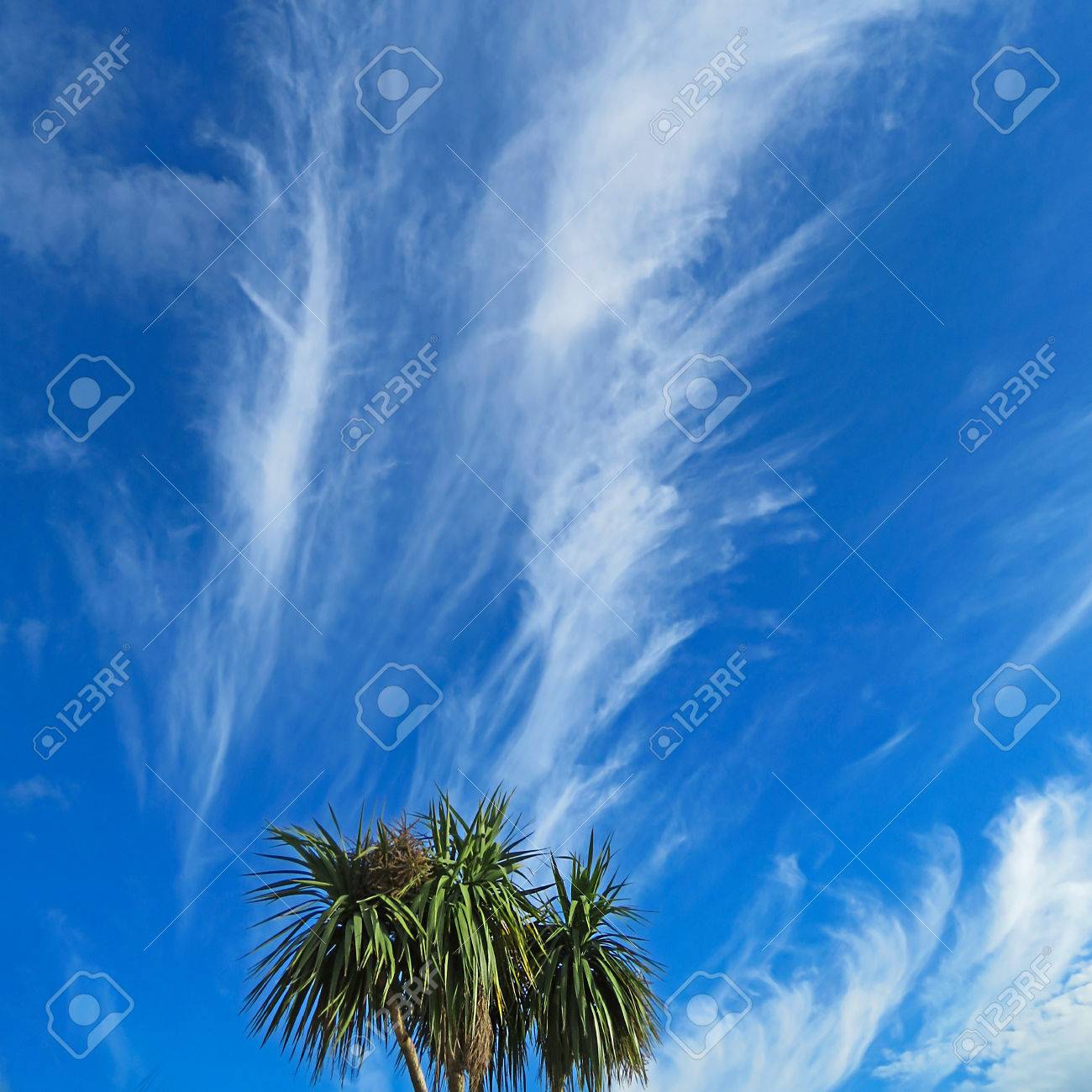 ヤシの木の上の筋状雲 の写真素材 画像素材 Image ヤシの木の上の筋状雲 の写真素材 画像素材 Image