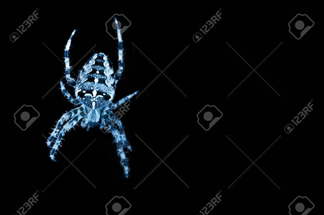 青い色蜘蛛クモ 黒の背景に華麗な庭のクモ の写真素材 画像素材 Image