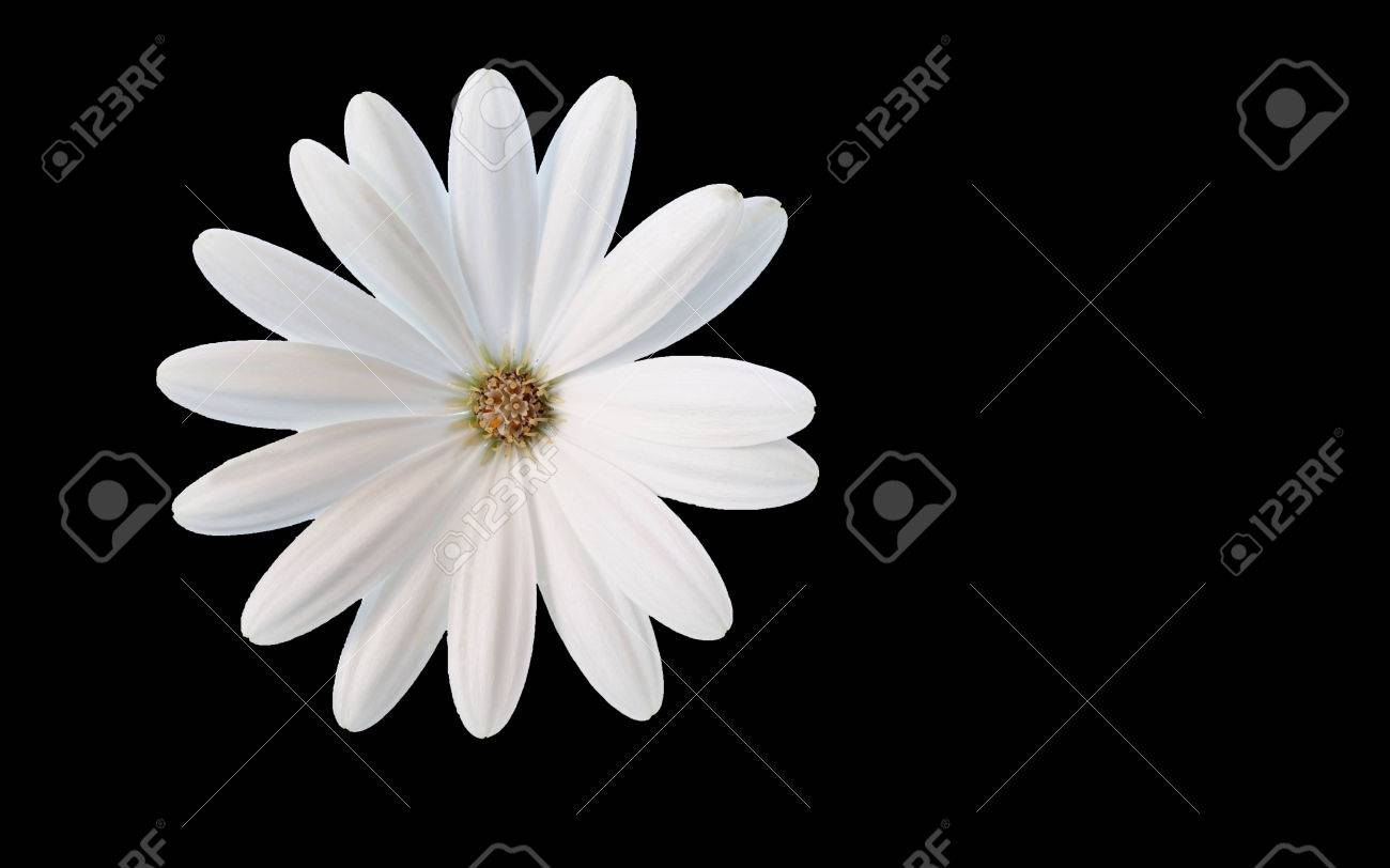 Une Fleur Blanche Rêve Recadrée Marguerite Blanche Sur Fond Noir