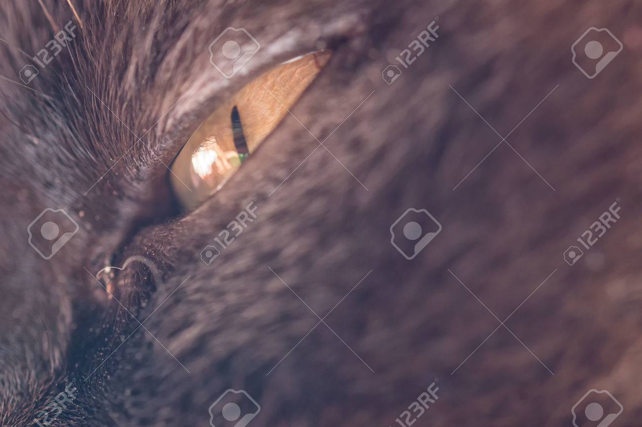 Eye Of A Big Male Cat Mix Of British Shorthair And Burma Stock