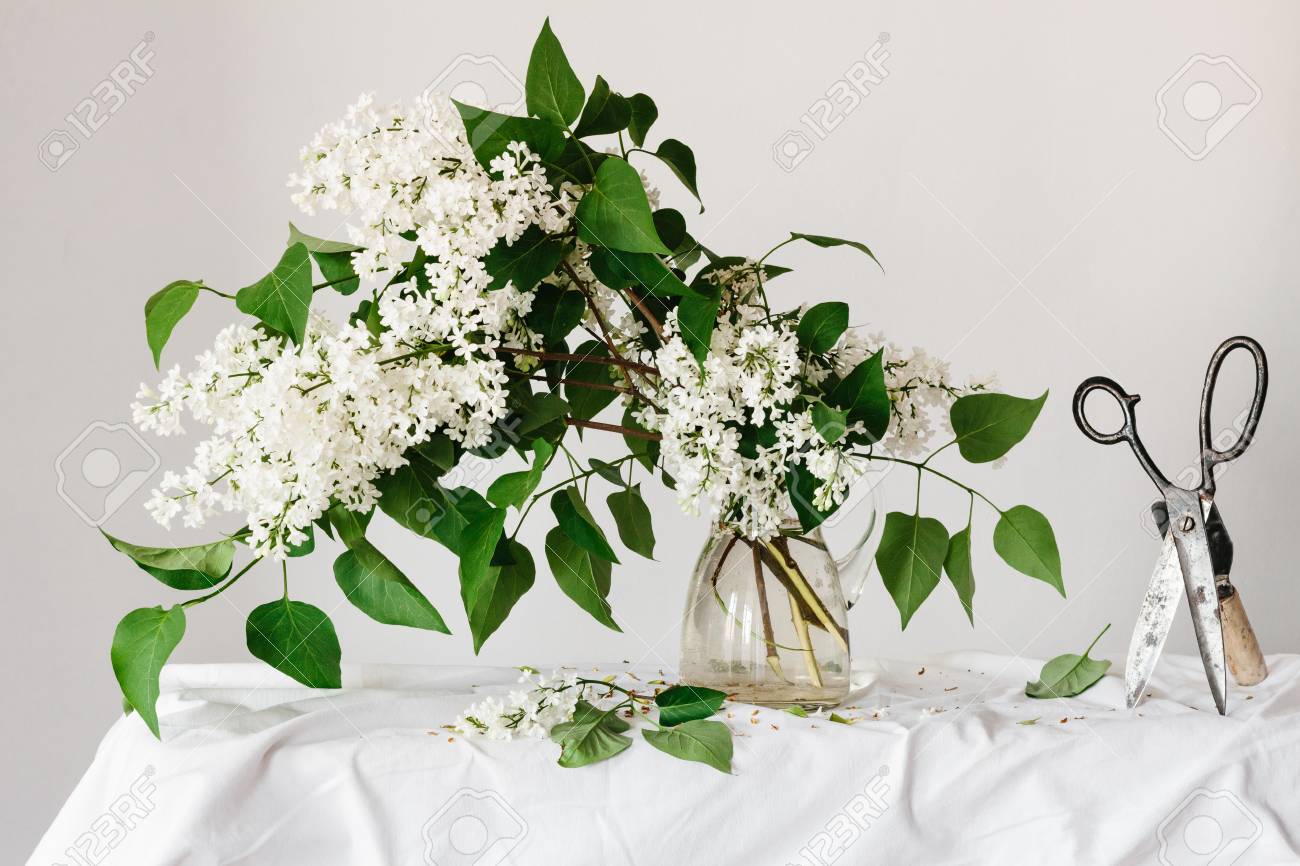 white lilac flowers in a glass pitcher stock photo picture and