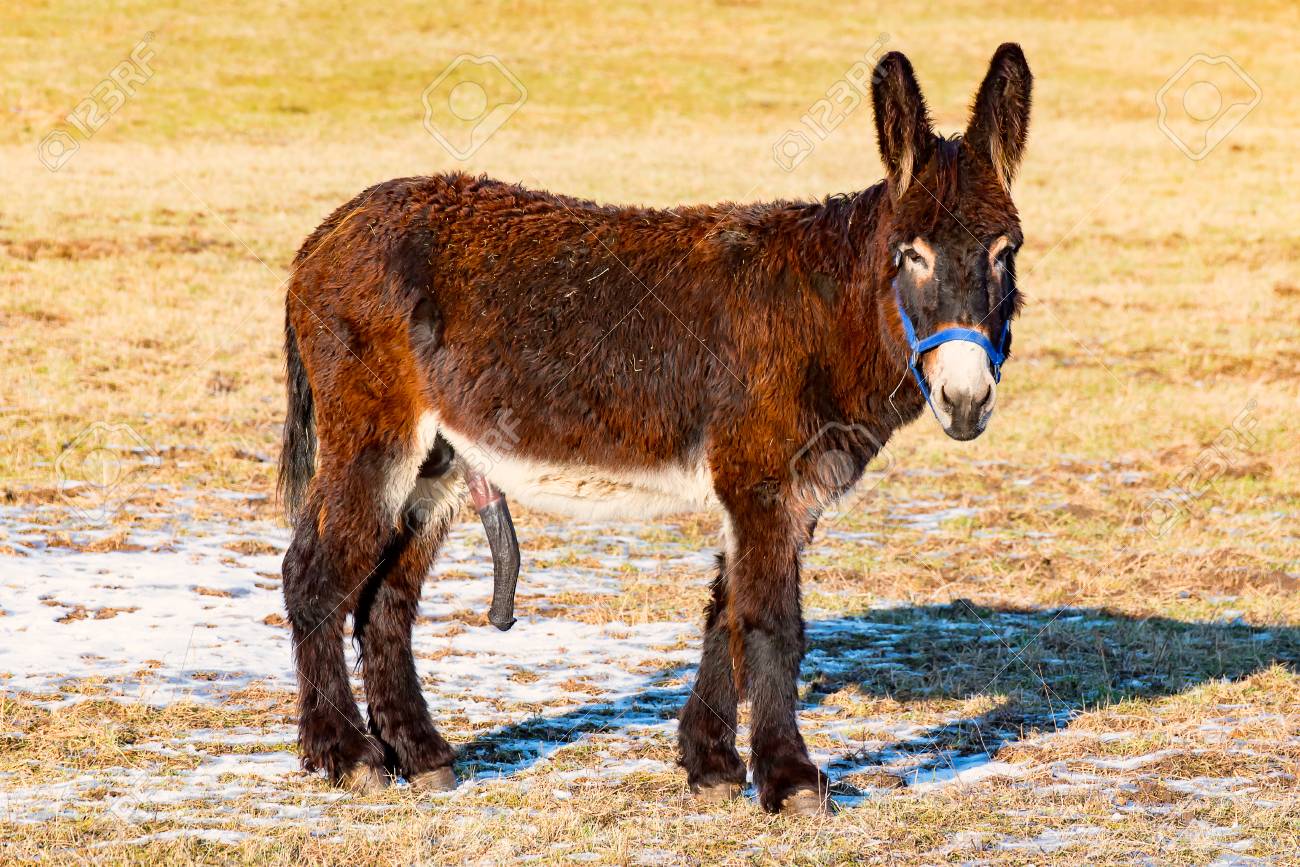 Âne Mâle Sur Le Pâturage Montre Son Sexe Banque DImages et Photos Libres  De Droits. Image 71153626