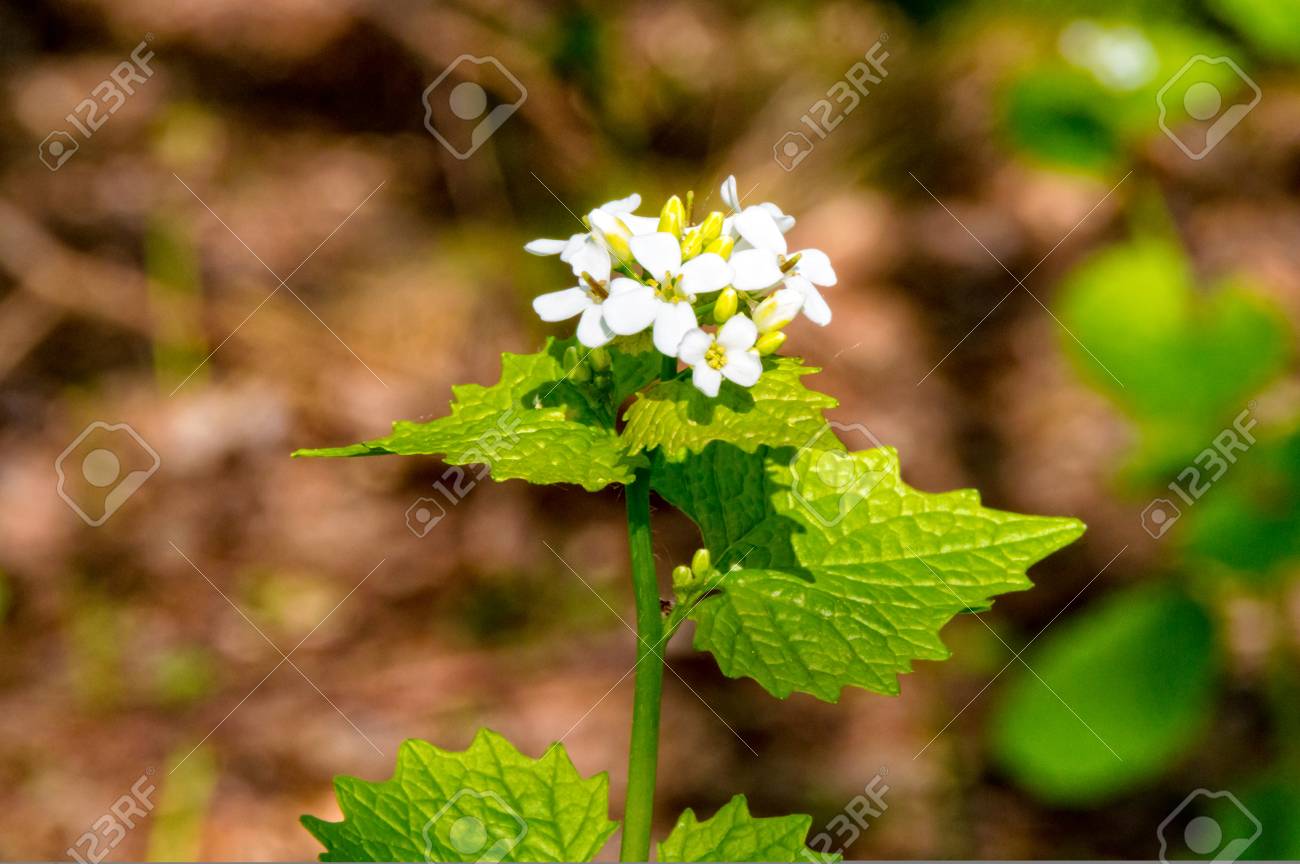 Pflanze Mit Weissen Bluten Im Wald In Thuringen Lizenzfreie Fotos Bilder Und Stock Fotografie Image 78334030