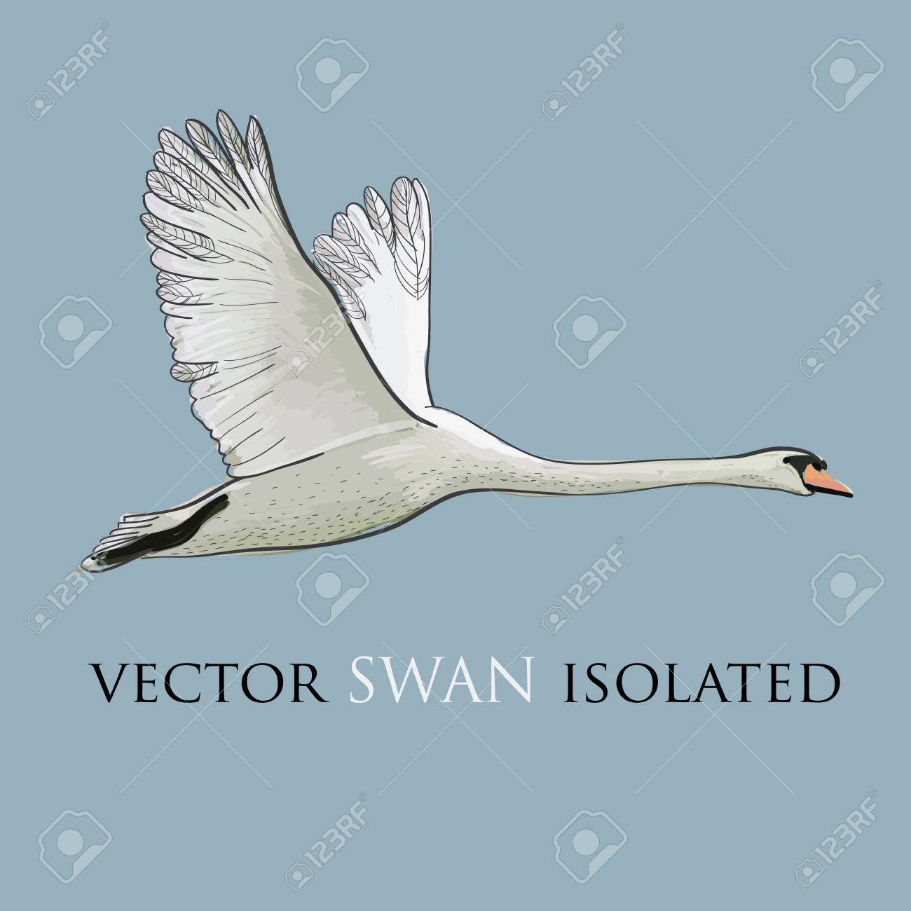 フライング スワン分離オブジェクトのイラスト水彩 描画効果 手には グラフィック デザインが描かれました のイラスト素材 ベクタ Image