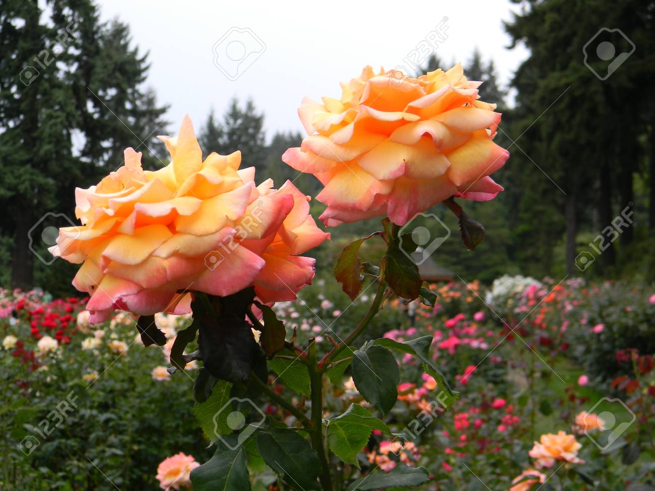Tahitian Sunset Roses Stock Photo, Picture and Royalty Free Image. Image  31102120.