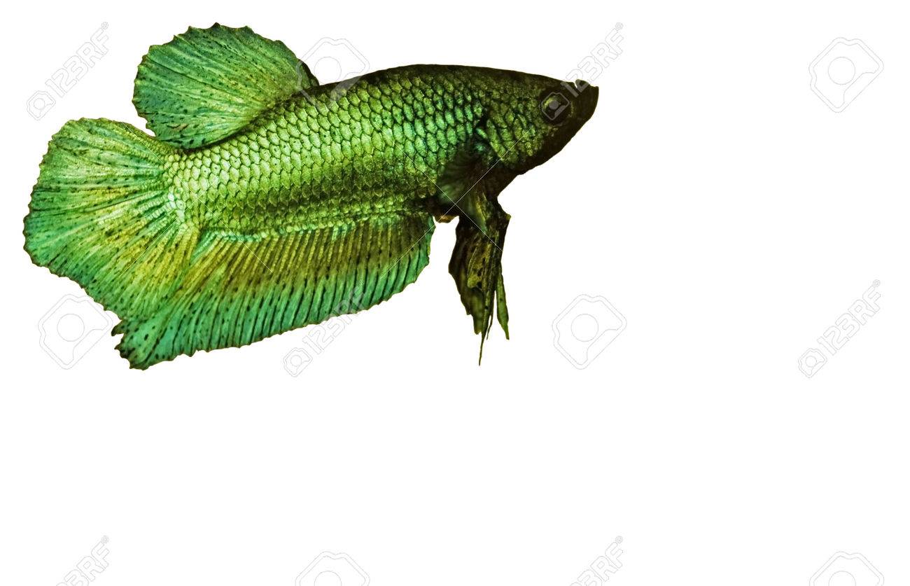白で隔離される男性緑シャムトウギョ ベタ Splenden の写真素材 画像素材 Image