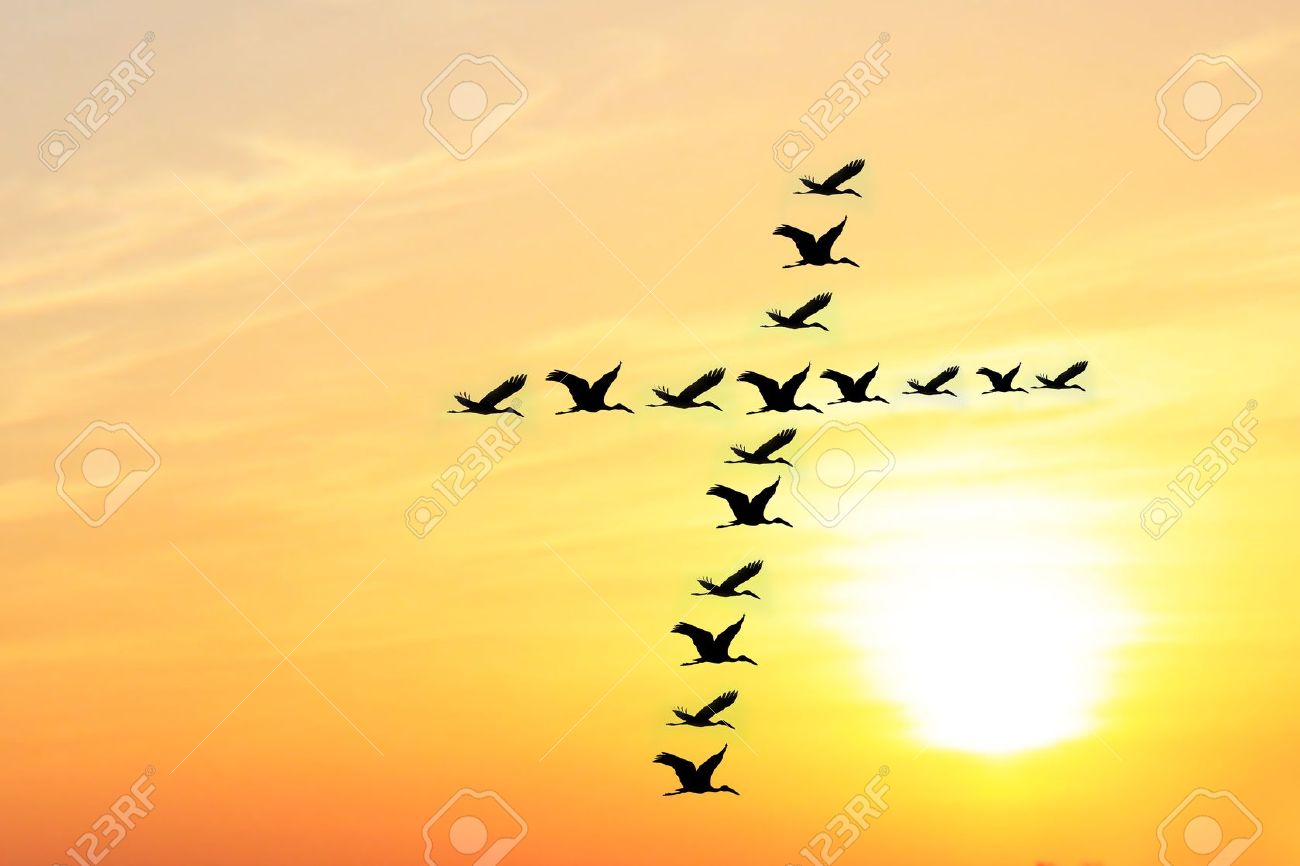 鳥は夕方の空ユニゾン ハーモニーで一緒に飛ぶように神聖な十字の形を形成して夕方に美しい天空は夕日で明るく照らされて の写真素材 画像素材 Image