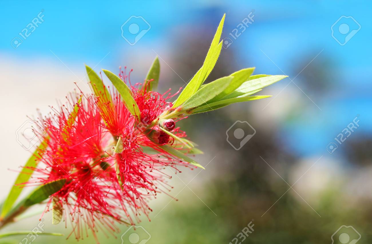 背景の空に明るく赤いびん Brush Callistemon 花 この鮮やかな かわいい花クラスターは円筒形赤い色の雄蘂を持つ の写真素材 画像素材 Image