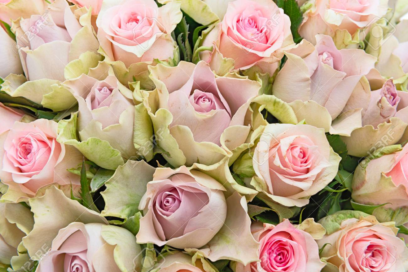 Pastel Color Roses Background, Top View Stock Photo, Picture And