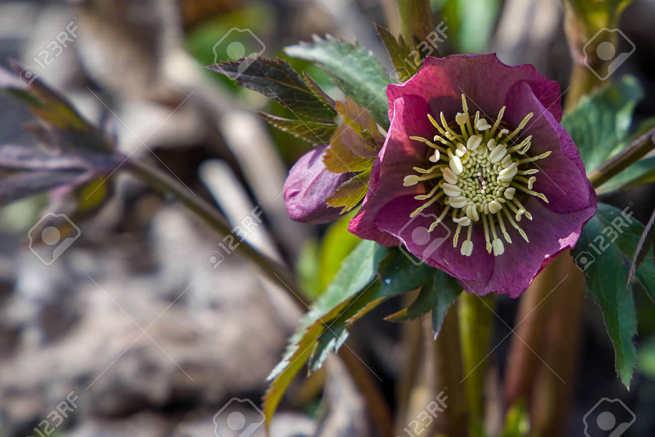 etiam-dictum-ipsum-a-felis