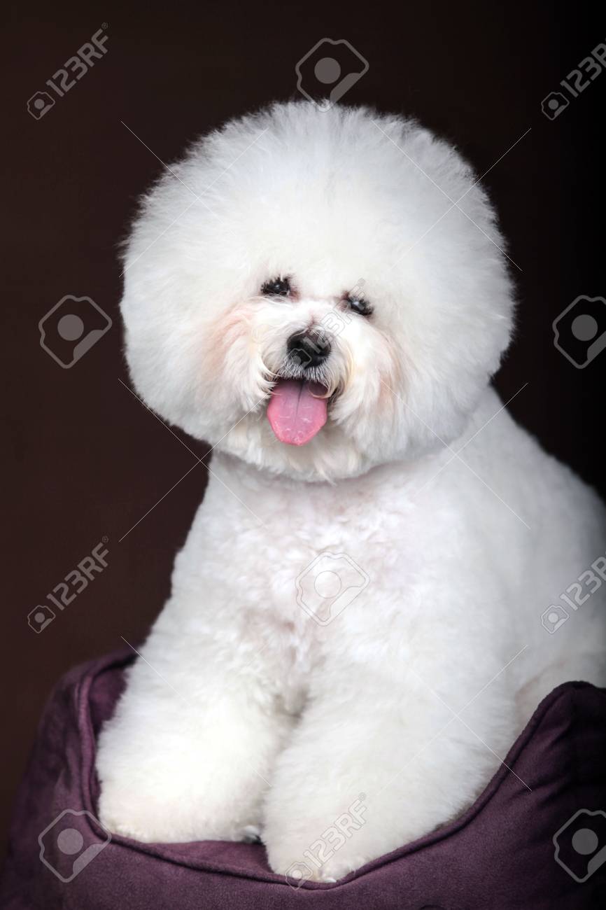 bichon purebred