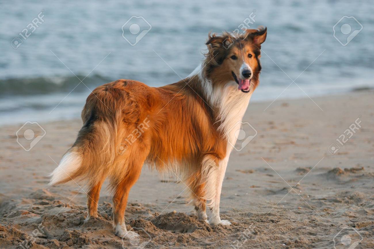 manitok red meat formula