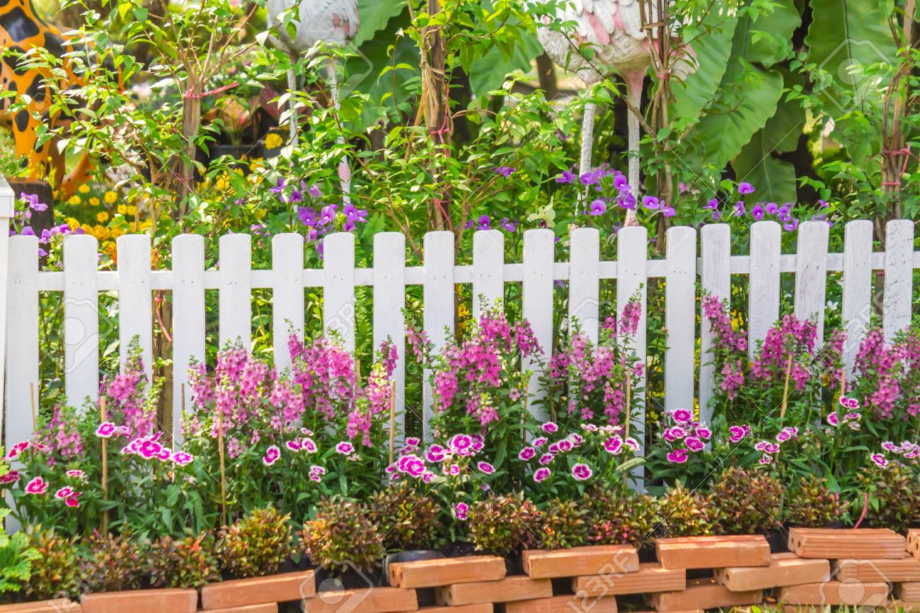 White Picket Fence Surrounded By Flowers In Front Garden On Stock Photo Picture And Royalty Free Image Image 91010044