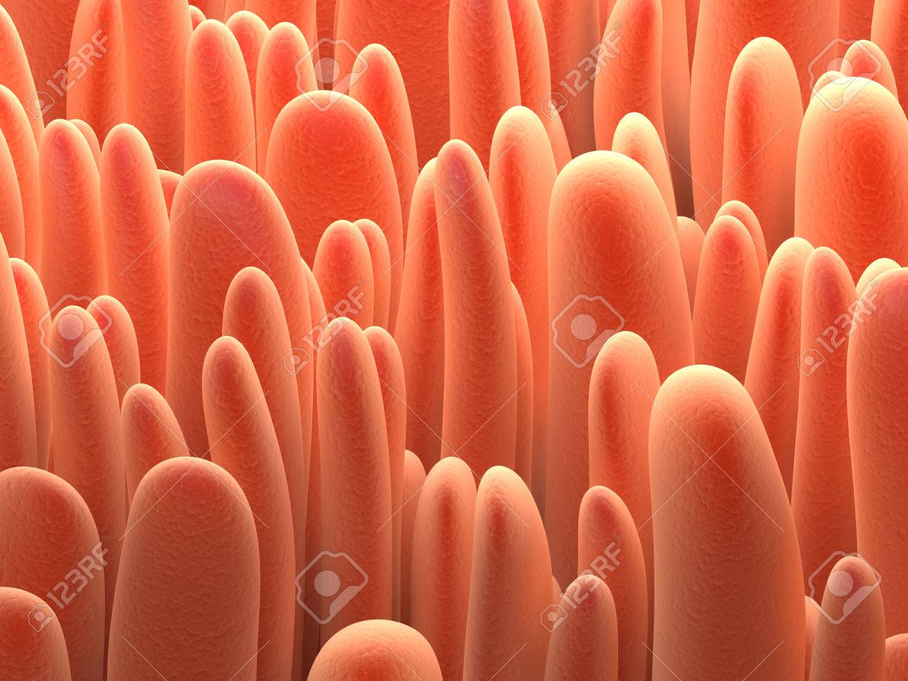 生物解剖学の背景 大腸絨毛のイラスト の写真素材 画像素材 Image 生物解剖学の背景 大腸絨毛のイラスト の写真素材 画像素材 Image