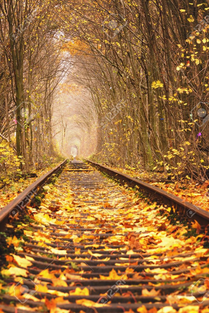 Fall Autumn Tunnel Of Love. Tunnel Formed By Trees And Bushes ...