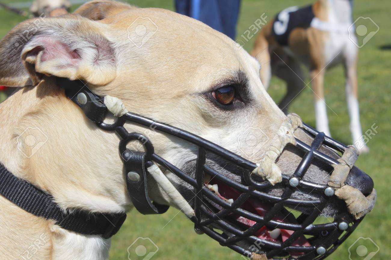 greyhound muzzle