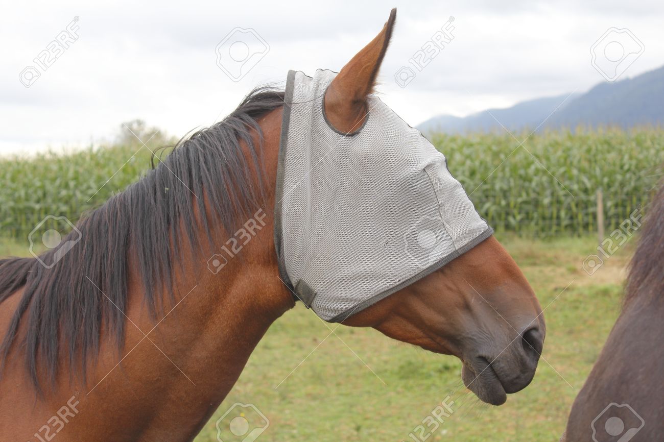 Image result for picture of a horse with blinders on