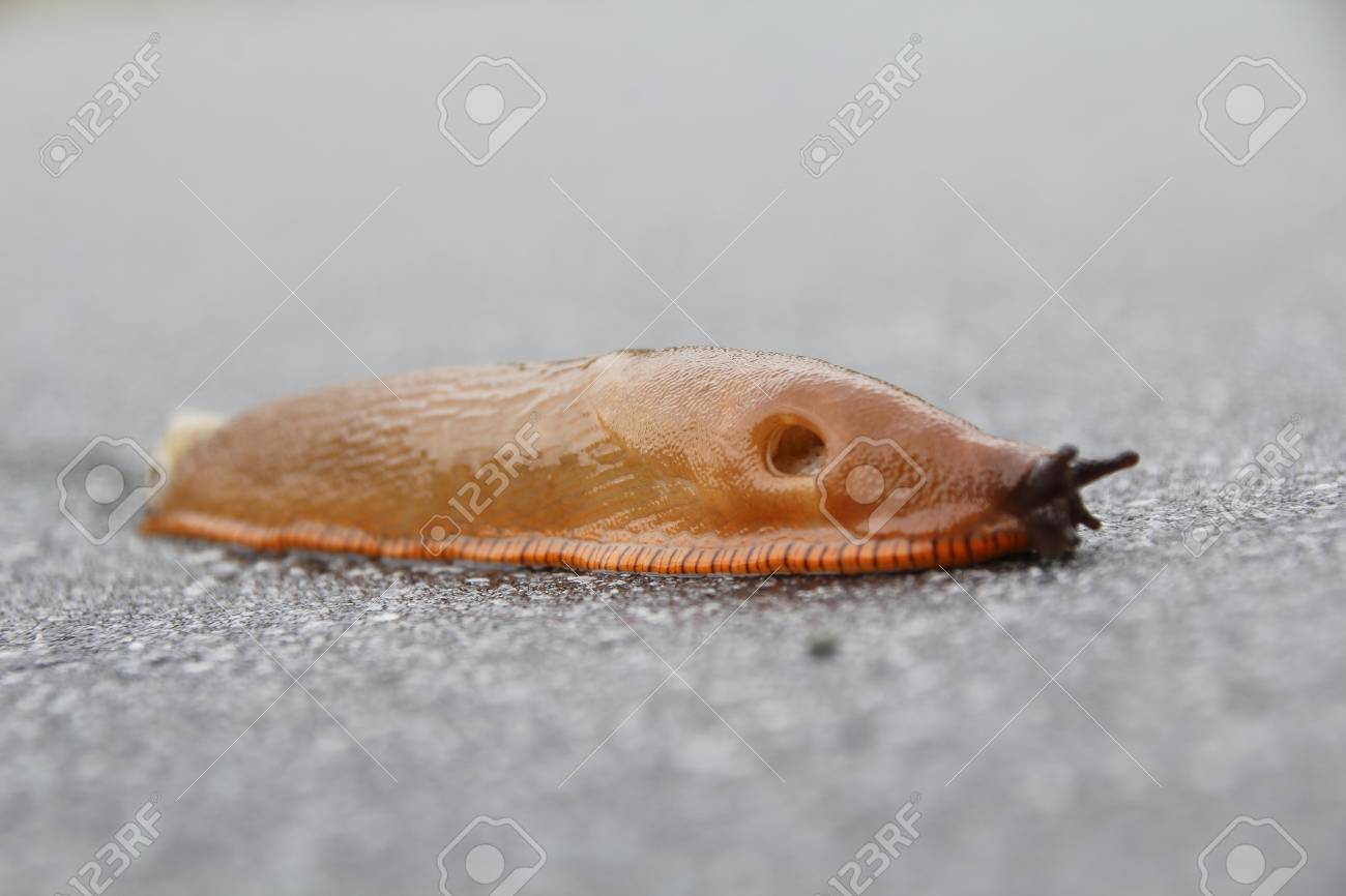 丸い穴 Pneumostome やナメクジの側面に孔を呼吸は 呼吸に使用されます の写真素材 画像素材 Image