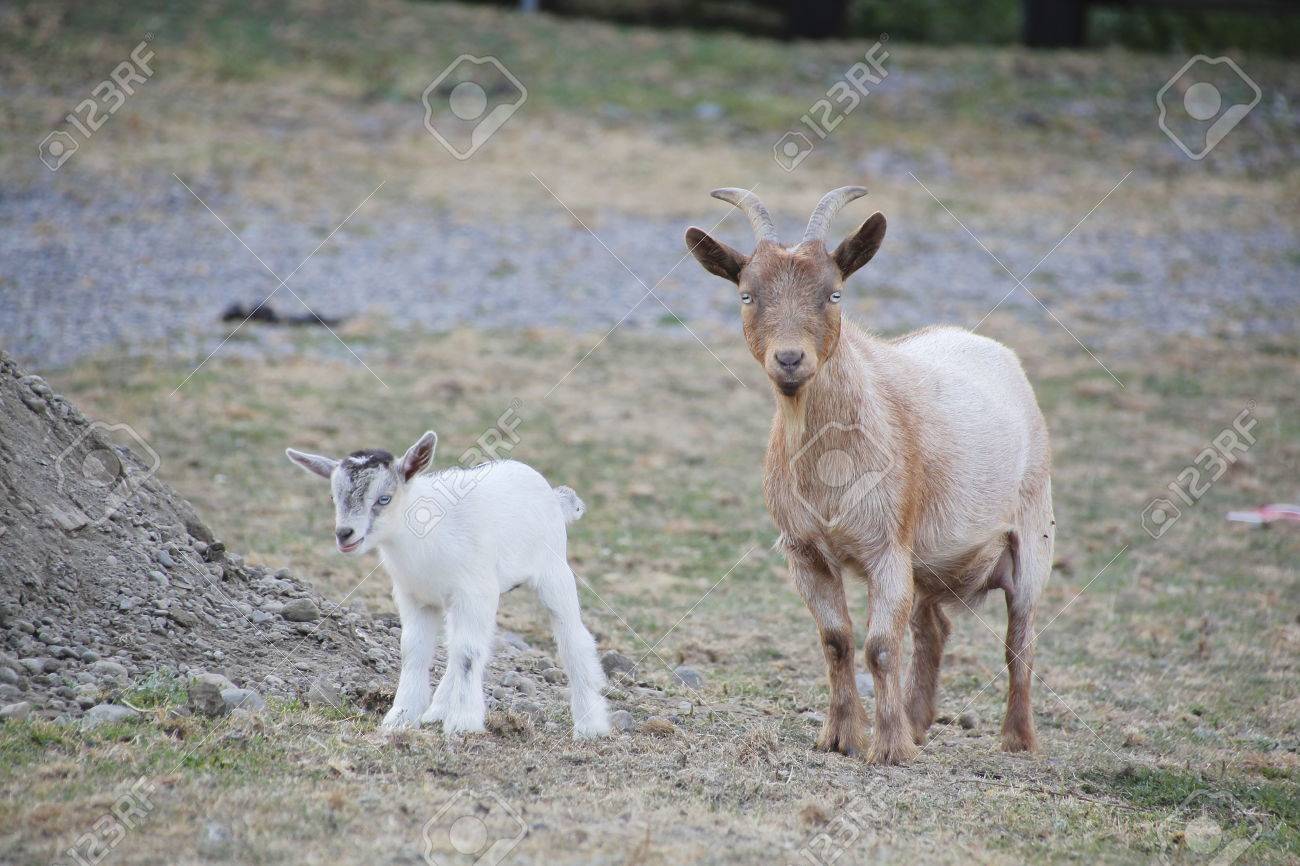 ナイジェリアの小型ヤギは 西アフリカの祖先のミニチュア山羊品種です の写真素材 画像素材 Image
