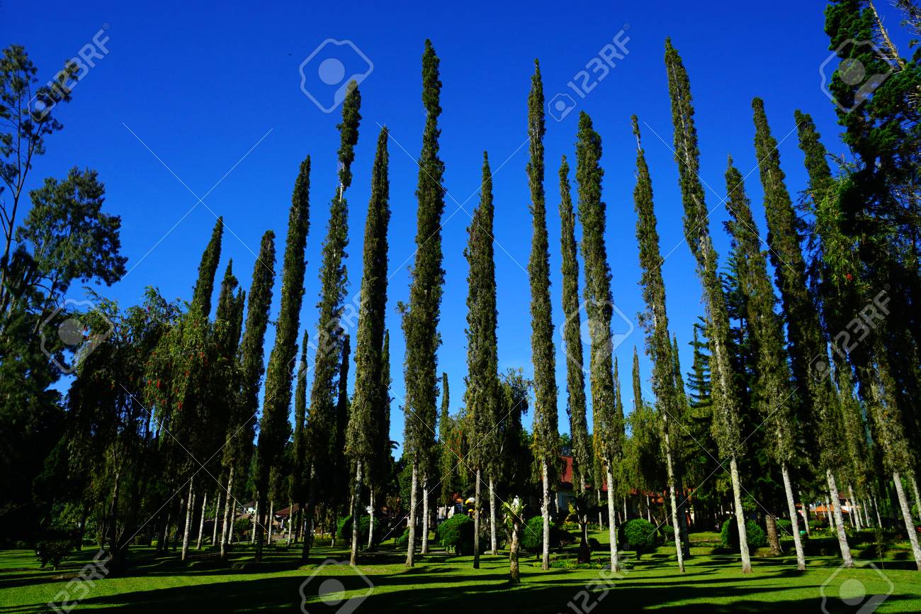 青空背景の背の高い木 の写真素材 画像素材 Image