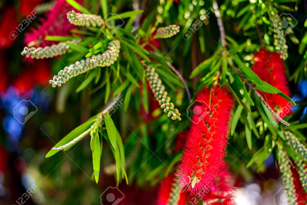 Red Bottlebrush Tree Flowers Blooming With Flower Buds On A Bright Stock Photo Picture And Royalty Free Image Image 87482769